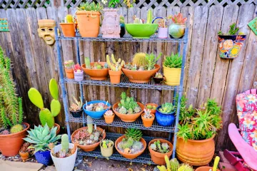 Succulents on shelf