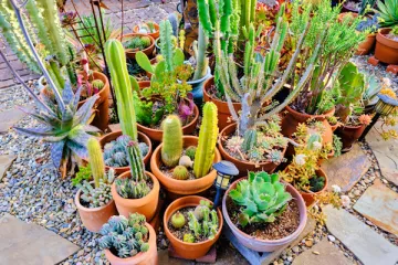 Succulents 2