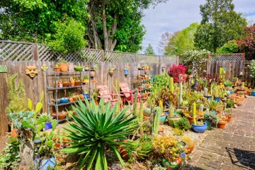 succulent garden 1