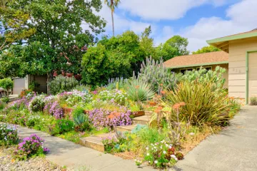 front yard succulents