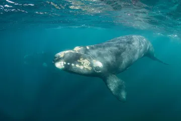right whales