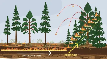 Ladder fuels