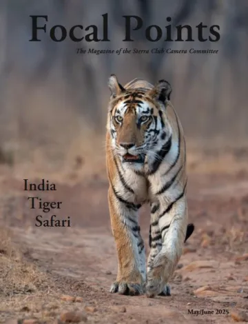 A tiger walks towards the viewer