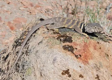 Lizard