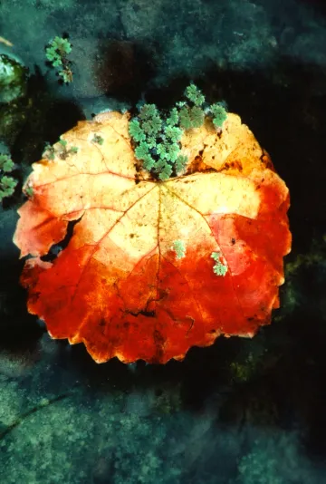One fall oak leaf, topped with lichen, floating in a stream