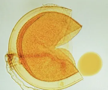 Close-up of a Pac-Man-looking popped orange spore next to an orange ball.