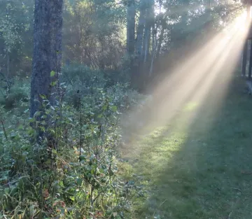 Sunlight in Forest