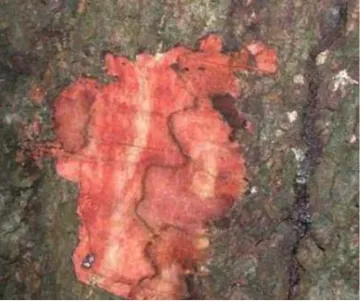 Bleeding trunk canker