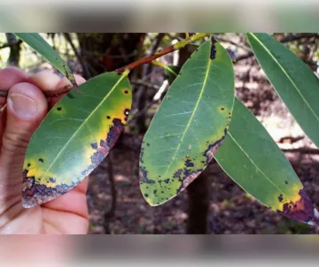 California bay laurel leaf