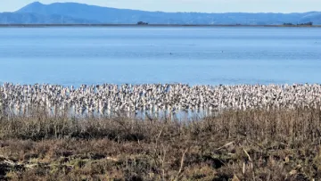 birds in the wetlands