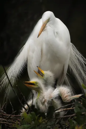 A white sandhill crane perches on the edge of a next holding two chicks