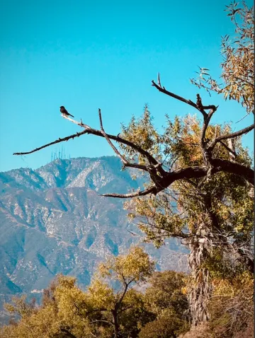 A Black Phoebe sits on a tree at Santa Fe Dam Recreation Area
