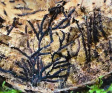 Cross-section of an oak