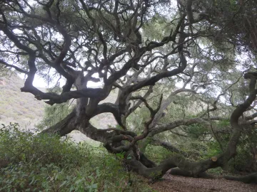 Large coastal live oak tree along Coon Creek Trail