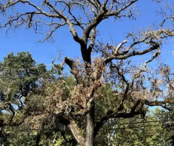 Mob infested branches