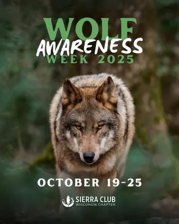 Wolf Awareness Week Poster