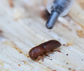 Mediterranean Wood Borer