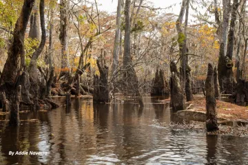 A view of wetlands along the Black River in North Carolina