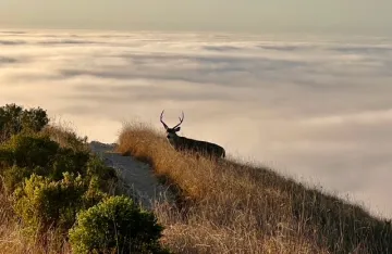 Mule deer buck alongside Valencia Peak in Montana de Oro State Park