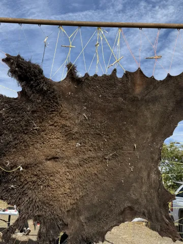 A buffalo hide drying out in the sun. 