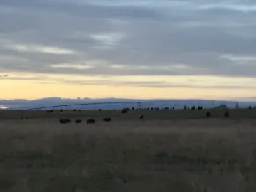 Buffalo 