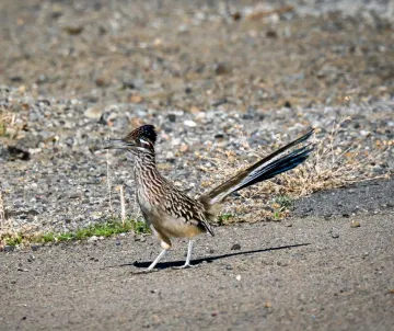 Roadrunner