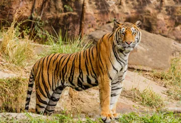 Photo of tiger by A G on Unsplash