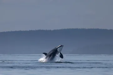 Picture of orca breaching