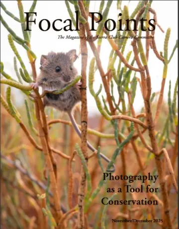 A salt-marsh harvest mouse balances in the bbranches of a shrub. 