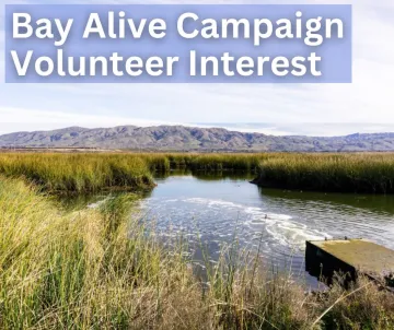 Bay Alive Campaign volunteer interest