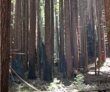 Dense Redwoods Growth
