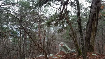Ouachita Trail Woods