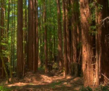 Pescadero Creek Park