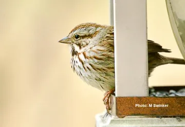 back yard bird