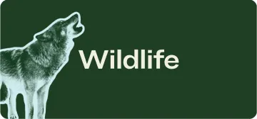 Green button that says "Wildlife"