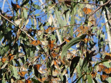 Monarch butterflies on eucalyptus in Los Osos, CA