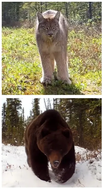 Lynx and Bear