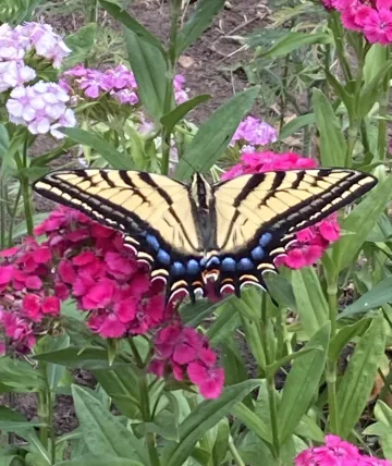 Swallowtail butterfly on pink sweet william flowers