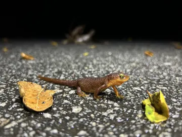 Photo of California newt crossing a road