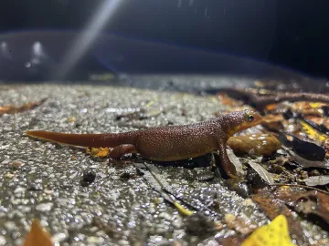 Close-up of a California newt crossing a road