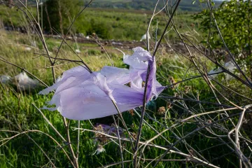 Photo of plastic bag litter