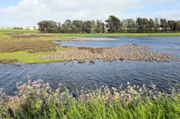 AC wetlands next to Green Island vineyard