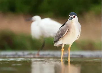 Birds