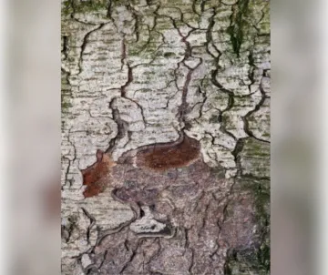 Bark of Oak Tree