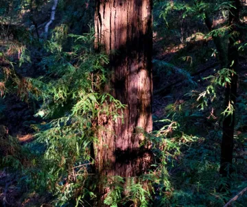 Coastal redwood tree