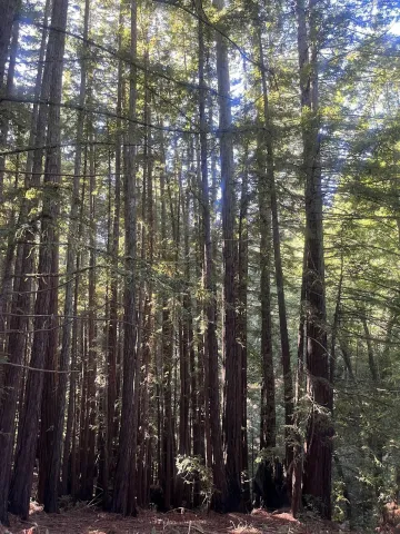 Picture of a forest