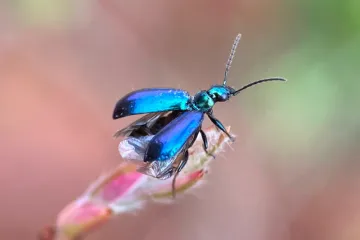 Lebia Veridis. Photo courtesy of Sarah Reilly.