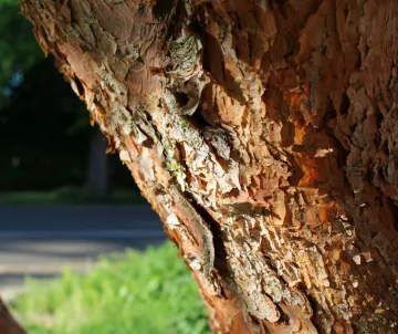 Madrone Bark