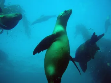 Sea lions swimming in the ocean