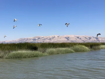Healthy Bay Resilient Future